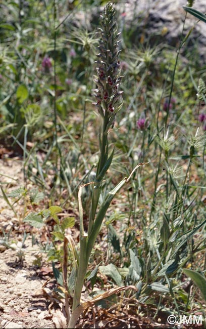 Orchis fragrans = Anteriorchis fragrans = Anacamptis coriophora subsp. fragrans = Anteriorchis fragrans = Anacamptis fragrans
