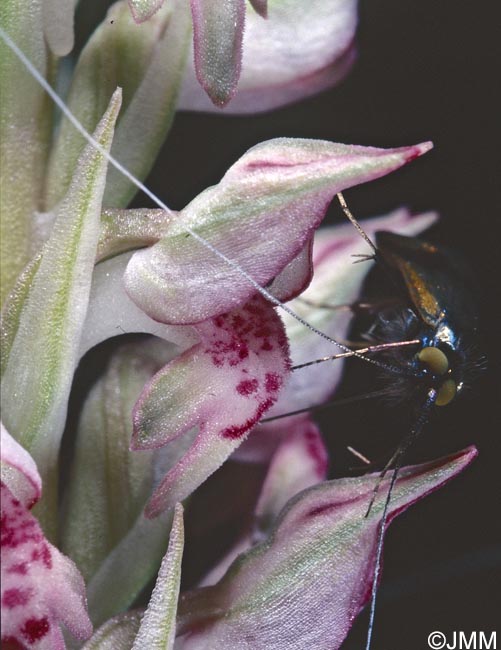 Orchis fragrans = Anteriorchis fragrans = Anacamptis coriophora subsp. fragrans = Anteriorchis fragrans = Anacamptis fragrans