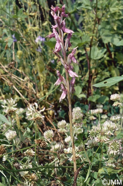 Orchis sancta = Anteriorchis sancta = Anacamptis santa
