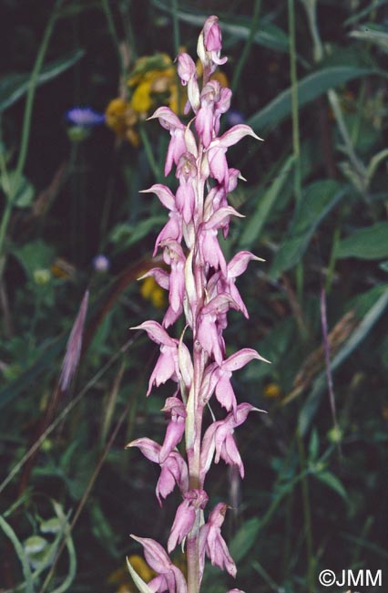 Orchis sancta = Anteriorchis sancta = Anacamptis santa