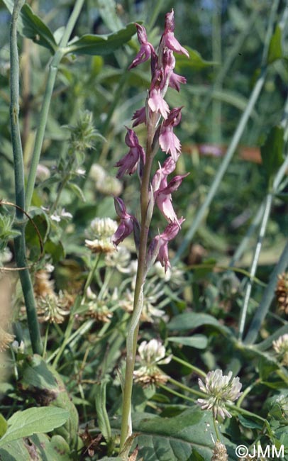 Orchis sancta = Anteriorchis sancta = Anacamptis santa