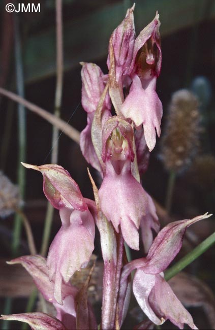 Orchis sancta = Anteriorchis sancta = Anacamptis santa