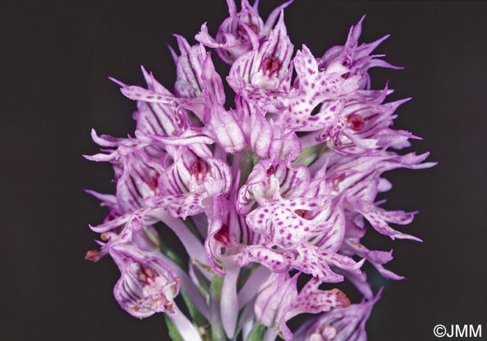 Orchis tridentata = Neotinea tridentata = Odontorchis tridentata