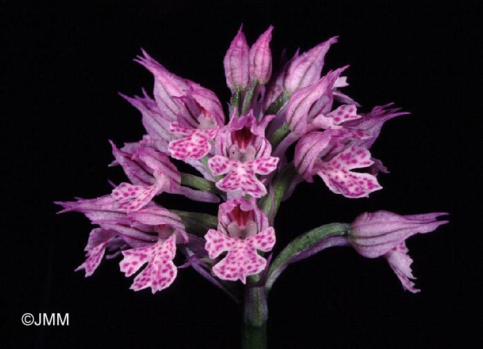 Orchis tridentata