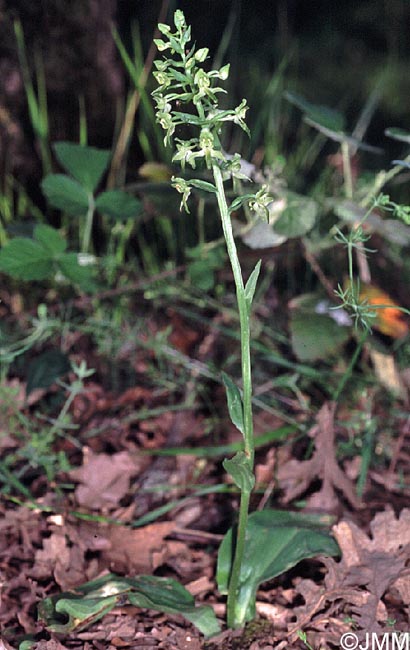 Platanthera holmboei