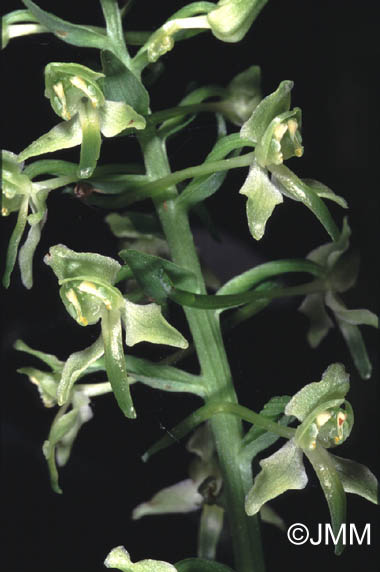 Platanthera holmboei