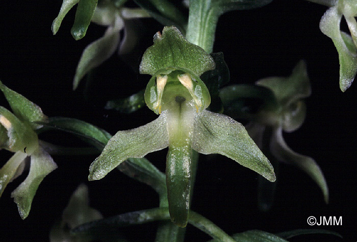 Platanthera holmboei 