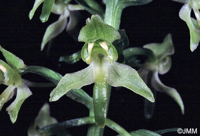 Platanthera holmboei