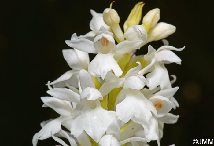 Dactylorhiza transsilvanica