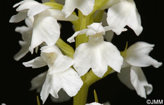 Dactylorhiza transsilvanica