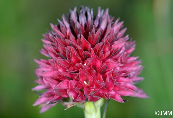 Gymnadenia ravnikii = Nigritella ravnikii
