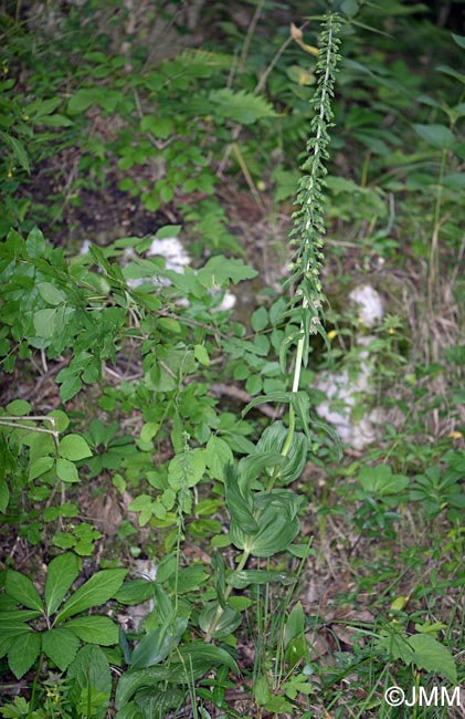 Epipactis helleborine var. orbicularis