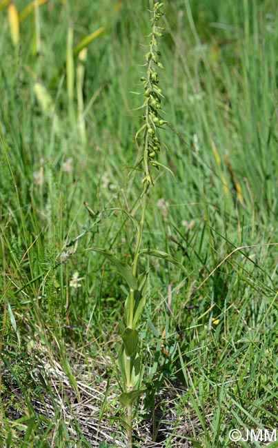 Epipactis leptochila