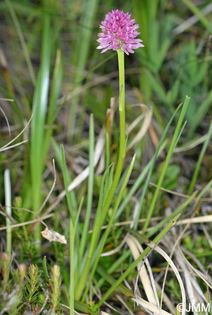 Gymnadenia lithopolitanica = Nigritella lithopolitanica