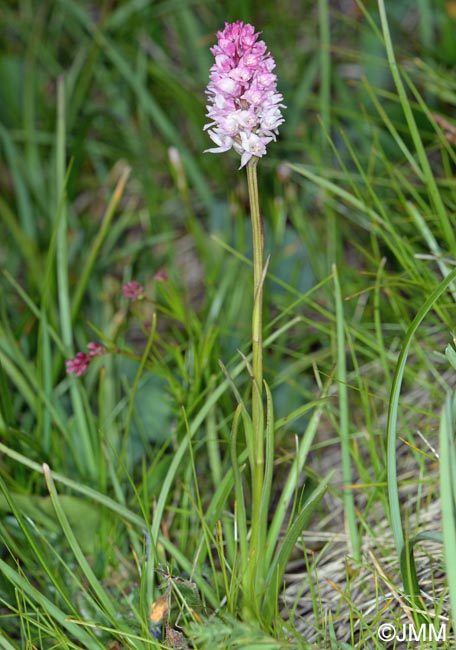 Gymnadenia lithopolitanica x Gymnadenia odoratissima