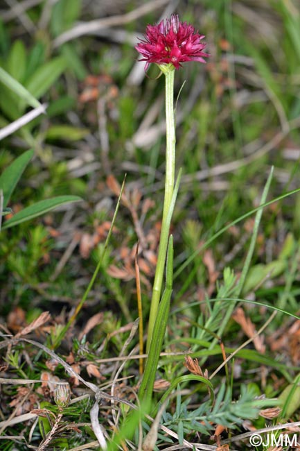 Gymnadenia hygrophila var. pauciflora = Nigritella hygrophila var. pauciflora