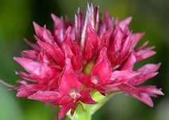 Gymnadenia hygrophila var. pauciflora