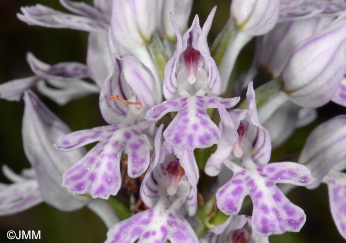 Orchis tridentata = Neotinea tridentata