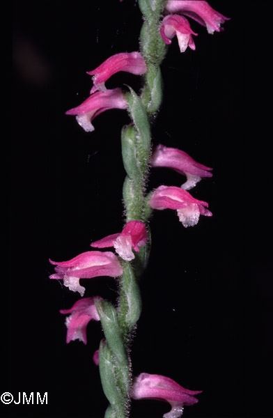 Spiranthes sinensis