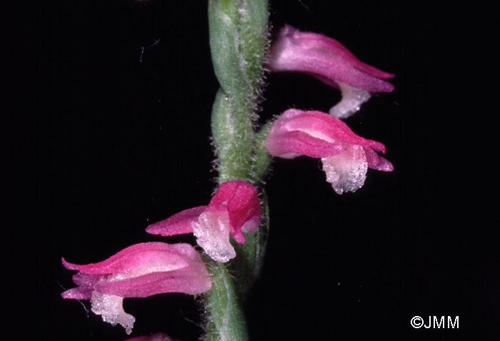 Spiranthes sinensis