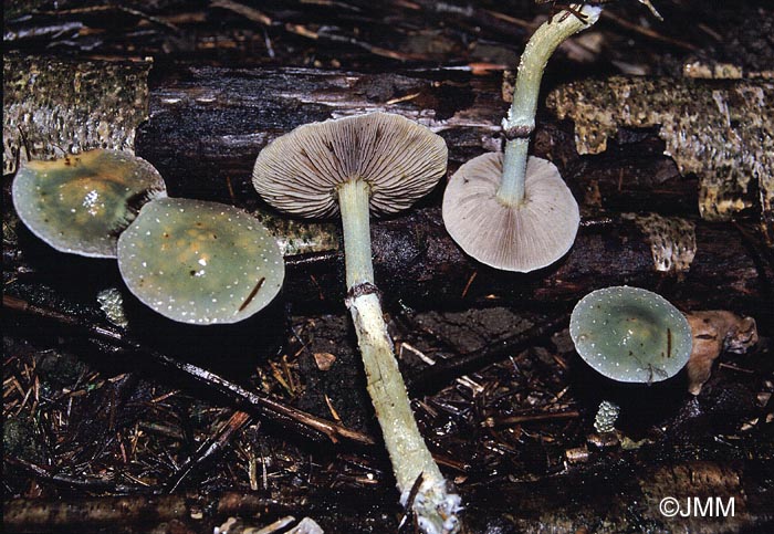 Stropharia aeruginosa