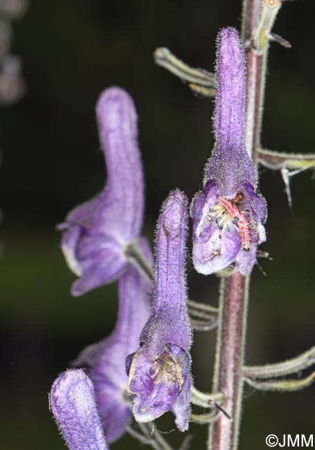 Aconitum septentrionale