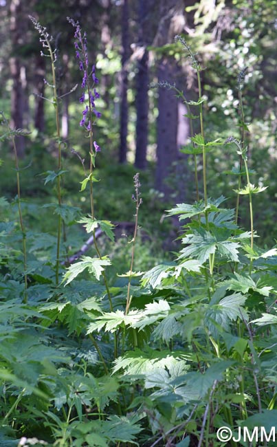 Aconitum septentrionale