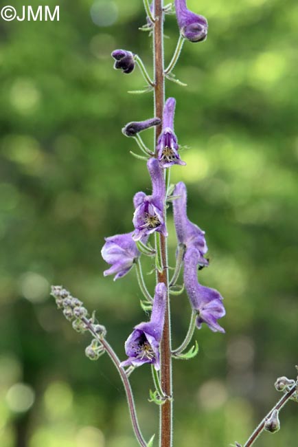 Aconitum septentrionale