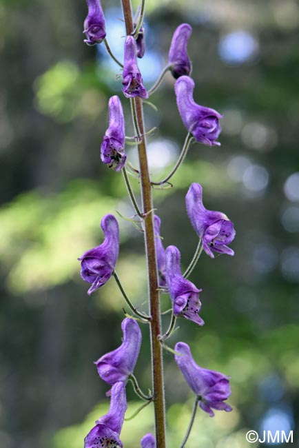 Aconitum septentrionale