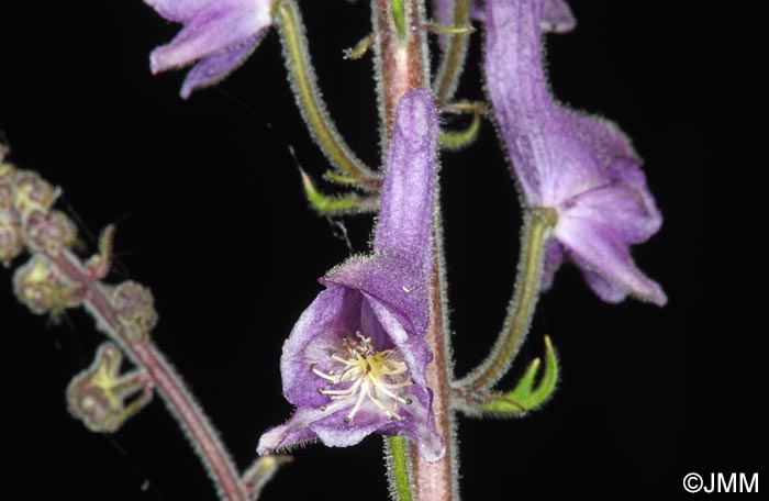 Aconitum septentrionale