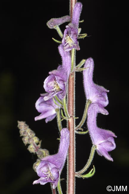 Aconitum septentrionale