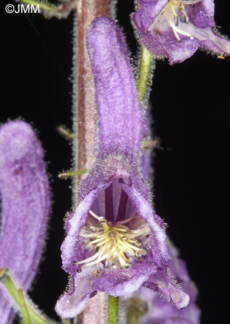 Aconitum septentrionale