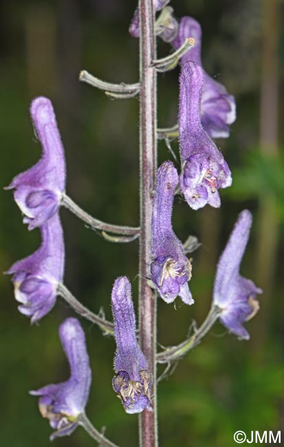 Aconitum septentrionale
