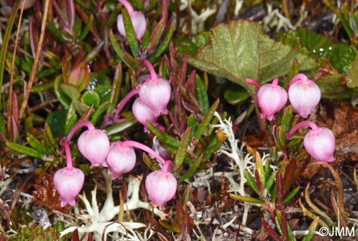 Andromeda polifolia
