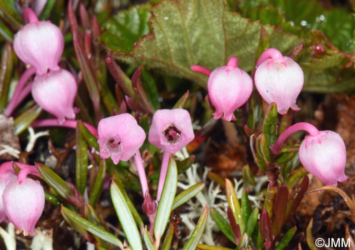 Andromeda polifolia