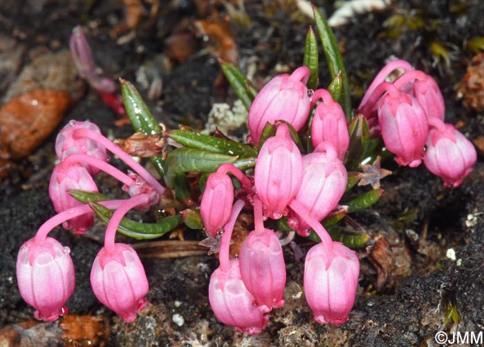Andromeda polifolia