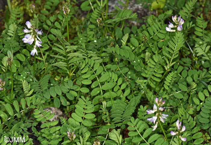 Astragalus alpinus