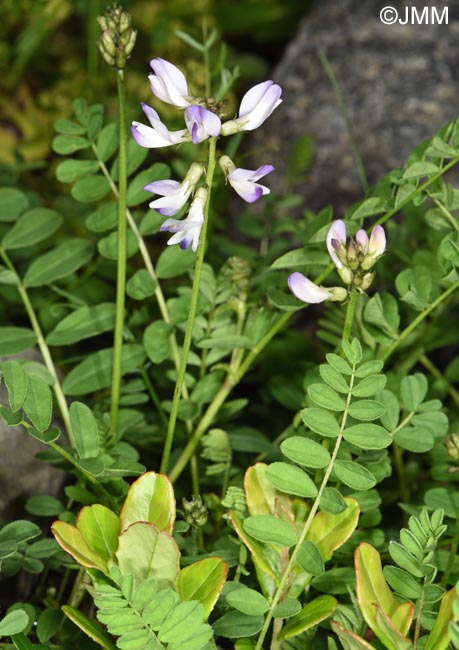 Astragalus alpinus