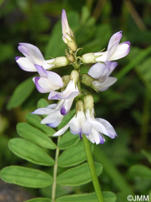 Astragalus alpinus
