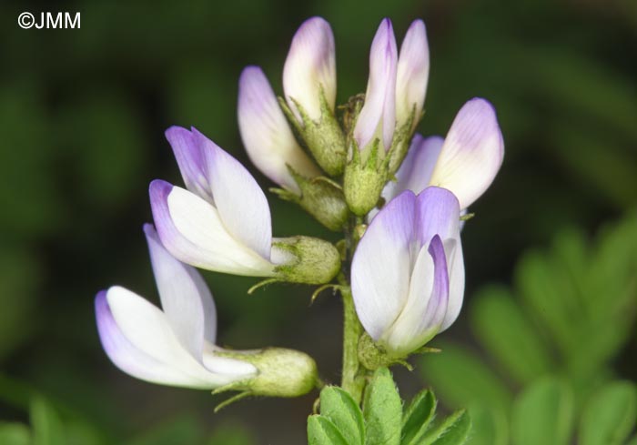 Astragalus alpinus