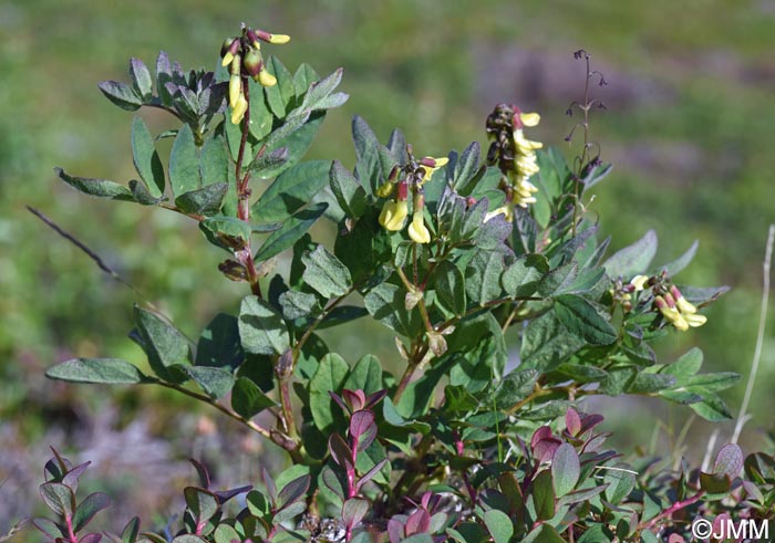 Astragalus frigidus