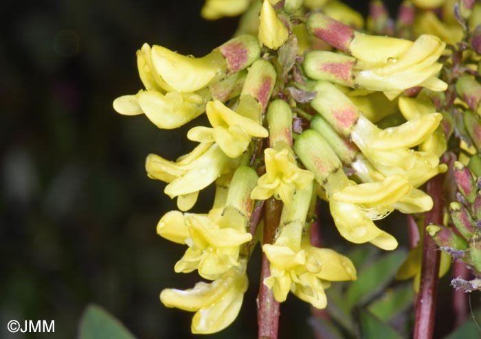 Astragalus frigidus