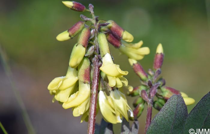 Astragalus frigidus