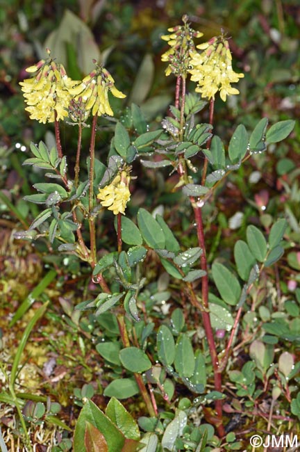 Astragalus frigidus