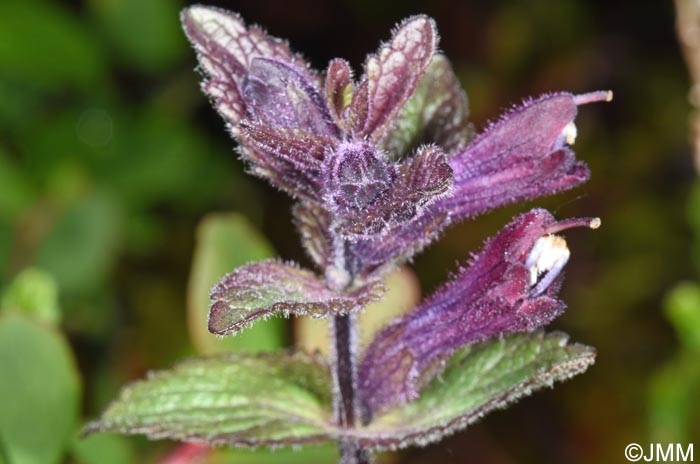 Bartsia alpina