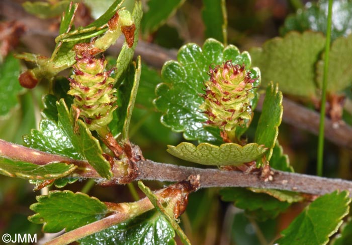 Betula nana