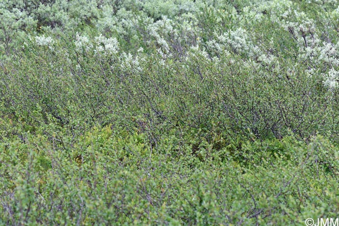 Betula nana & Salix lanata