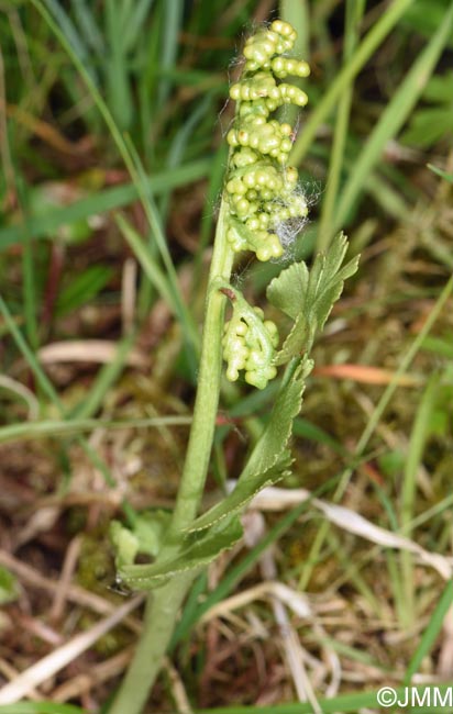 Botrychium lunaria