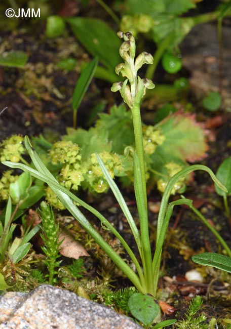 Chamorchis alpina & Selaginella selaginoides