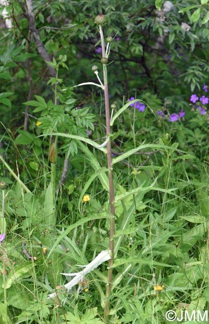 Cirsium heterophyllum